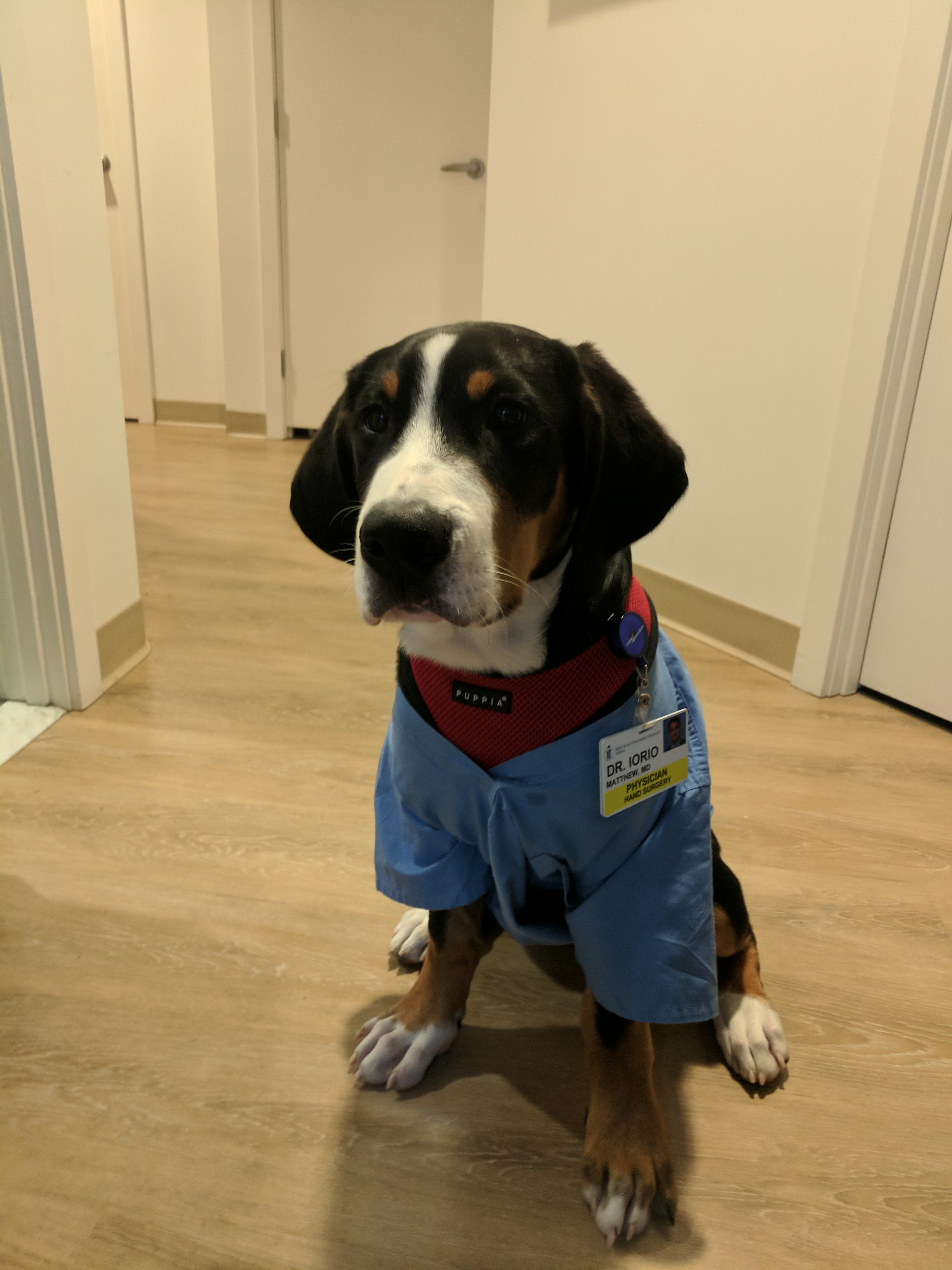 Dr. Iorios dog - Dr. Steve